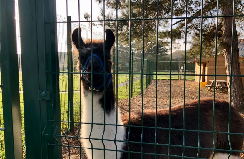 Llama at Parklands School